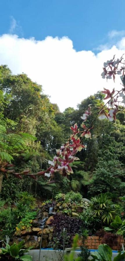 Highlanders Garden Guesthouse At Arundina Cameron Highlands Dış mekan fotoğraf